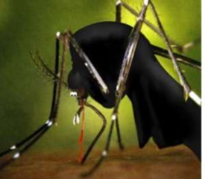 Mosquitoes carry the parasite which causes malaria in humans