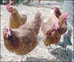 10 Persons Quarantined Over Bird Flu