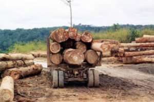 Felled timber logs ready for transporting
