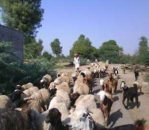 Engage nomadic herdsmen for peaceful coexistence - WANEP tells gov't