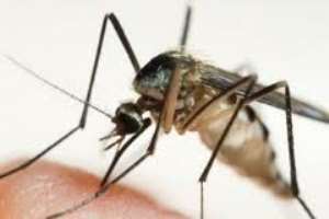 malaria