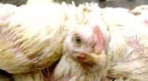 Tema Records 3rd Bird Flu Case