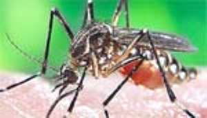 Malaria Kills More Than HIV/AIDS
