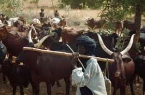 Farmers At Nkudwua Send SOS Message For Help As Fulanis And Their Cattles Invade Community