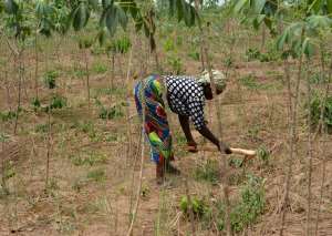International Women Day: Tackling weeds and making a difference in the lives of women in cassava farming