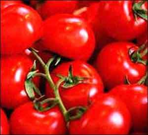 Tomatoes
