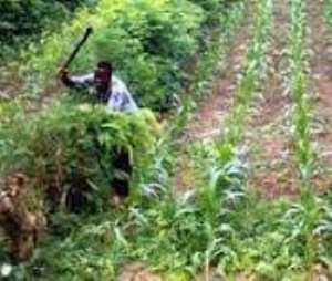 Taskforce to fight armyworms at Afife