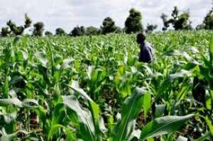 Adopt new technologies to increase yield - Farmers told