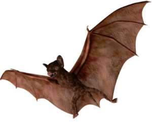 BA Bats Test Positive To Ebola Antigen