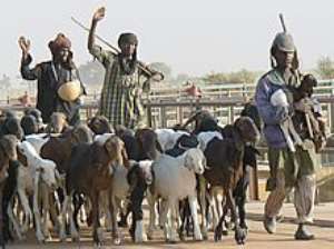 Fulani Herdsmen Invade Nkoranza