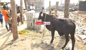 'Cattle' at Chorkor was sacrificial cow in Winneba