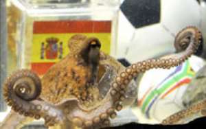 Octopus Paul