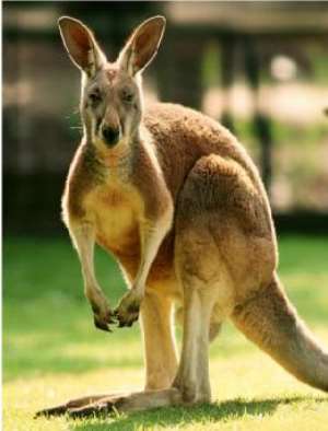 Oh, has the kangaroo jumped past the mark