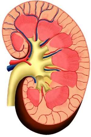 The Kidney: a vital organ for human survival