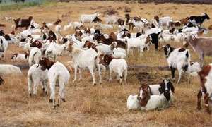 Chief At War Over Goat Rearing