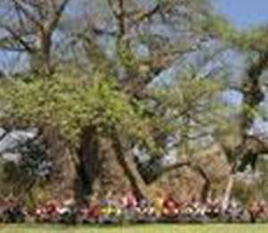 Sunland farm's big baobab tree.