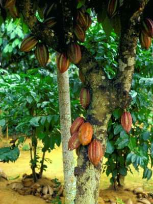 National workshop on climate change and cocoa production opens in Accra