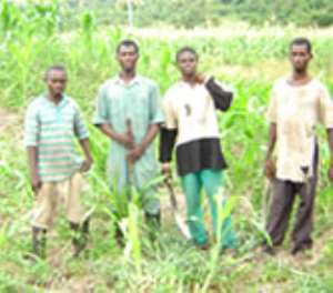 Farmers in U/E region increase maize and groundnut yield