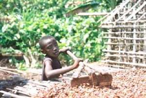 A child spreading the cocoa beans in one of the cocoa growing communities