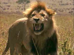 Chief survives attack from lion