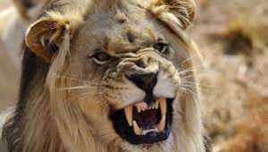 Lion kills keeper in South Korean zoo