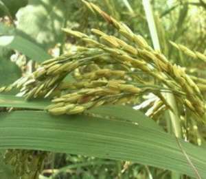 Ghanaian scientists edge up GM rice trials