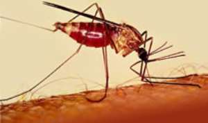 Stephen Appiahs mother joins campaign against malaria