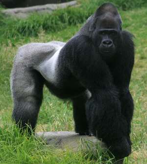 Save Kabuum Grey Back Gorilla