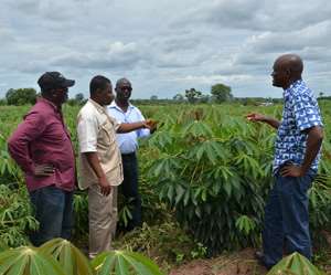 Kasapreko Invests In Cassava Production