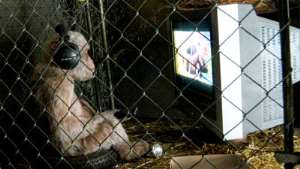 Scientists: Monkeys like TV