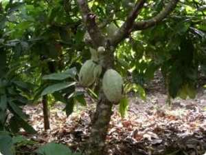 Ghanas Cocoa-Eco Project to receive support from IITA