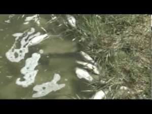 Mexican Authorities Say Massive Fish Die-Off Not Due To Natural Causes
