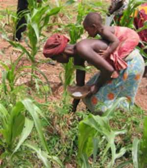 Educationist calls for reintroduction of school gardening system to promote agric in schools