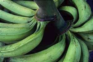 Banana Industry in Distress