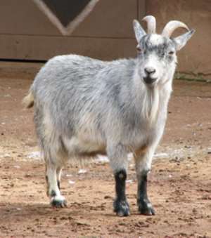 Missing Goat Causes Stir