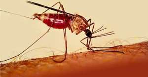 Indoor Residual Spraying will never eliminate malaria in Ghana