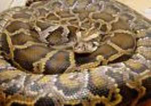 Plateau LG Records 300 Snake Bites Monthly