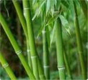 Assembly votes GHc30,000 for bamboo project