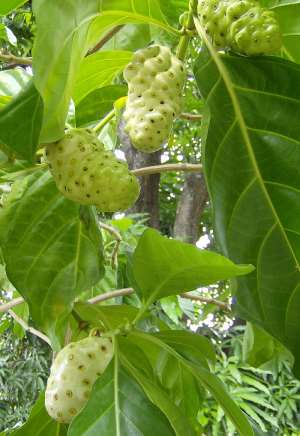 Noni Juice – All in One Solution for All Diseases