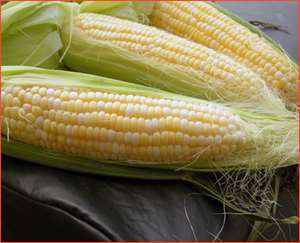 Maize, Staple Food For 300m Africans