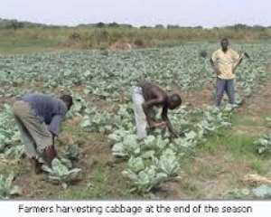 Vegetable farmers urged to form groups