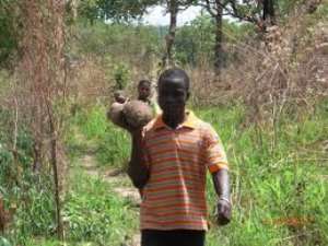 Community Action for Yam Seed Project to increase food security in Ghana and Nigeria