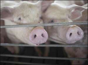 More Countries Confirm Swine Flu