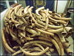 Congo Republic burns its entire stockpile of seized ivory