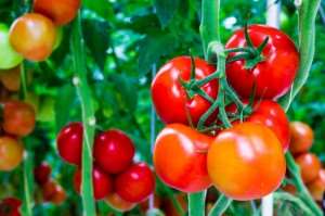 Agribusiness Sector Report: Positive New Developments in the Ghana Agribusiness Sector