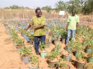 Ghana Develops GM Cowpea