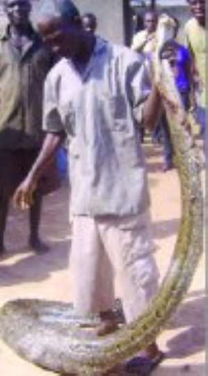 A member of the  vigilante youth who killed the snake displaying it with the protruding stomach.