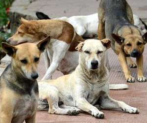 South Korea Moves To Ban Killing Of Dogs