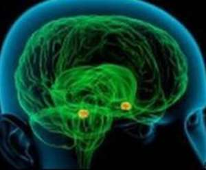 Patients with amygdala injury unafraid to gamble