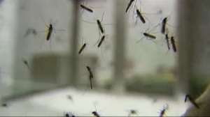 Its raining! Keep away from mosquitoes to avoid dengue